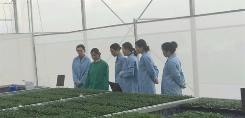 Công ty TNHH Nông Nghiệp DVN – Sản Xuất Hạt Giống Rau Lai F1 Tại Lâm Đồng